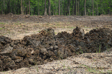 a large pile of soil and a tree