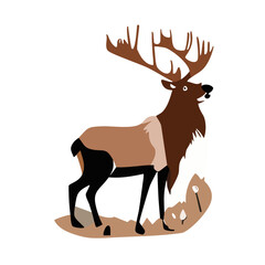 scandinavian animals forest dwellers nordic - Deer