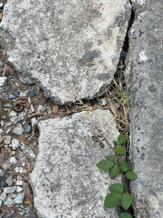 stone floor with moss and lichen