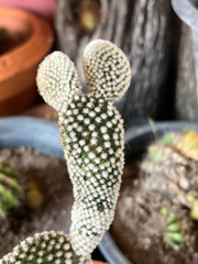 close up of a cactus