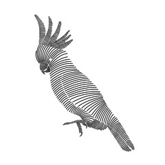 Simple line art illustration of a cockatoo 2 © ydhckll