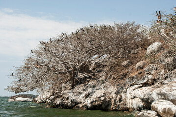 A flock of pelicans standing on a tree without leaves at the seaside. Pie de la cuesta, Guerrero, Mexico. 