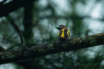 Fototapeta premium Javan banded broadbill Eurylaimus javanicus perching on pine tree branch, natural bokeh background