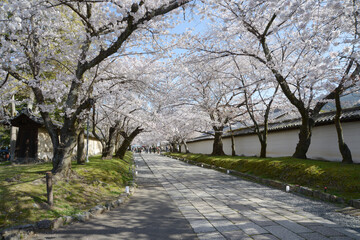 春の醍醐寺　境内の桜　京都市伏見区
