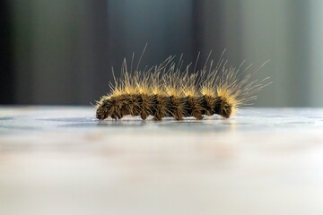 caterpillar closeup view