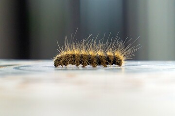 close up of caterpillar on the table