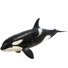 orca killer whale isolated in white