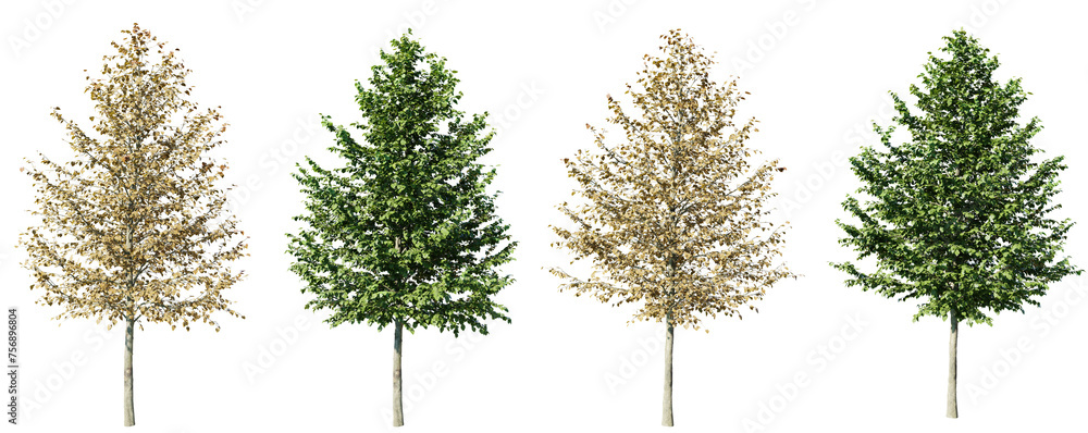 Poster isolated trees gardening,tilia platyphyllos tree on transparent background.3d rendering png