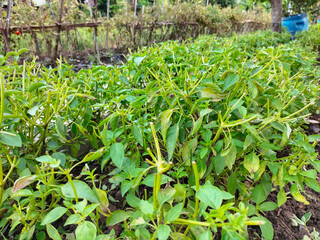 Fototapeta na wymiar Fresh aromatic culinary herbs. Bunch of basil in garden. Selective focus. 