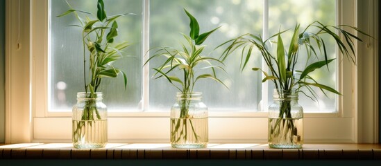 Three flowerpots filled with water and houseplants are displayed on a windowsill in a house, showcasing the beauty of terrestrial plants indoors