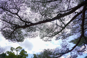 伊勢神宮 風景 景色