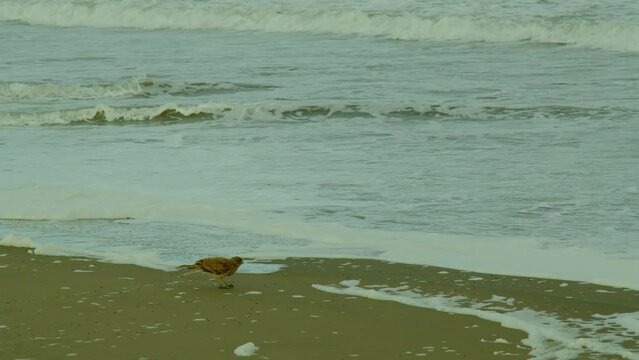 Chimango, bird of prey of the genus Caracaras caracaras of the falcon family