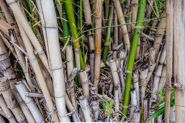 Grove of both living and dead bamboo in a garden in Taiwan