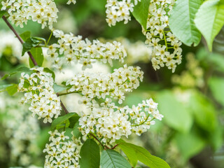 White flowers blooming bird cherry. Close-up of a Flowering Prunus padus Tree with White Little...