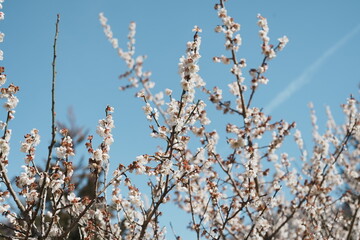 Spring in Japan's Satoyama