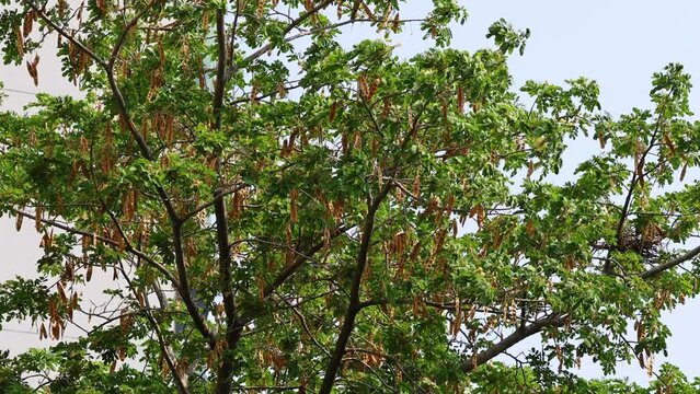 Seasonal Tree Canopy Transition