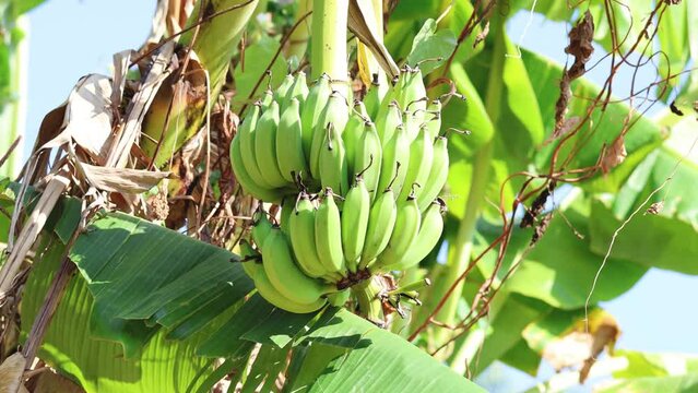 Banana Tree Through Time-Lapse