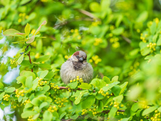 Sparrow sitting on a green branch in spring. Sparrow with playful poise on branch in spring or summer