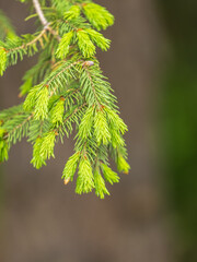 Closeup of fir branches with young buds. Spring nature concept. Fir branches with fresh shoots