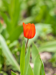 Colorful red tulips blossom in spring garden