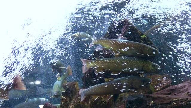 水中を泳ぐゴギの群れ  4K