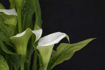 White calla lilies flowers on black background