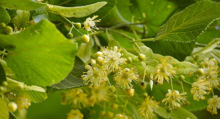 Linden tree branch prominently displaying leaves and flowers