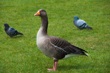 goose in the field