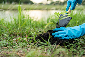 Volunteering Protection of environment and nature ecology concept. Group of volunteer plant a tree...