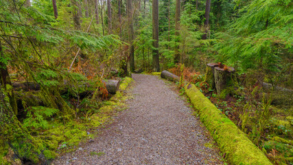Fresh colors during light rain on a BC forest trail at the cusp of Spring.
