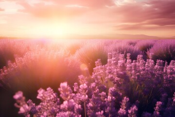 Lavender field at sunset. Beautiful summer landscape with lavender flowers.