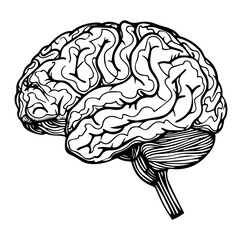 Human brain side view Isolated vector illustration. brain doodle
