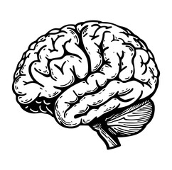 Human brain side view Isolated vector illustration. brain doodle