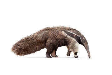 Giant anteater isolated on White Background. clipping path included. Anteater zoo animal walking facing side. Giant Anteater, Myrmecophaga tridactyla. - obrazy, fototapety, plakaty