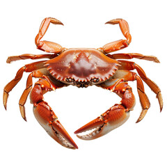 crab isolated on transparent background With clipping path.3d render