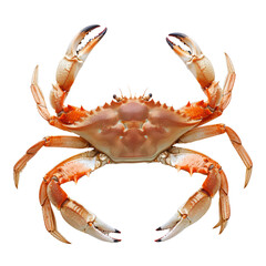 crab isolated on transparent background With clipping path.3d render - obrazy, fototapety, plakaty