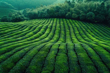Zelfklevend behang Groen Aerial view of parallel rows of a tea plantation