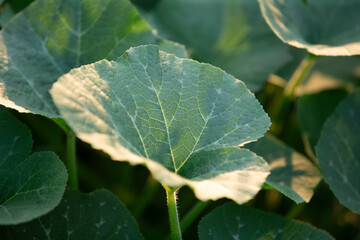 Close up of pumpkin leaves in the field. Shallow depth of field