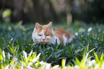 The Cat in the Park