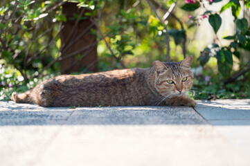 The Cat in the Park