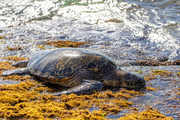 Hawaiian green sea turtle eating algae and basking for body warmth on the shores of Laniakea Beach in Oahu, Hawaii - 756913253