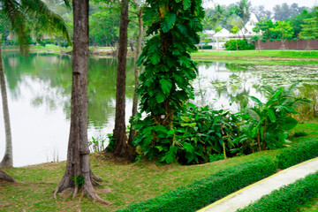 Thailand Phuket island lagoon area. nature and houses, beach and sea