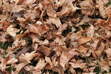 leaves background