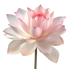 Obraz premium lotus flower