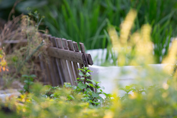 Wooden bench in the garden. Selective focus on the bench.