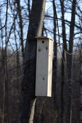 Fototapeta premium Homemade Southern flying squirrel (Glaucomys volans) nesting box mounted on a dead tree during spring. 