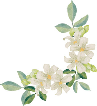 watercolor white murraya orange jasmine flower bouquet wreath frame