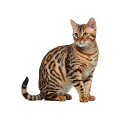 Bengal cat sitting and loking away isolated on PNG transparent background - obrazy, fototapety, plakaty