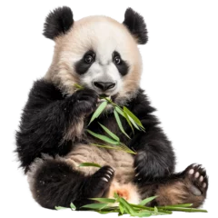 Deurstickers panda eating bambbo © AndoZenith