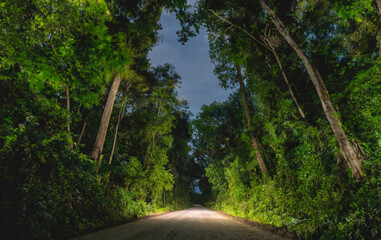 Road in the forest at night, Phuket, Thailand.